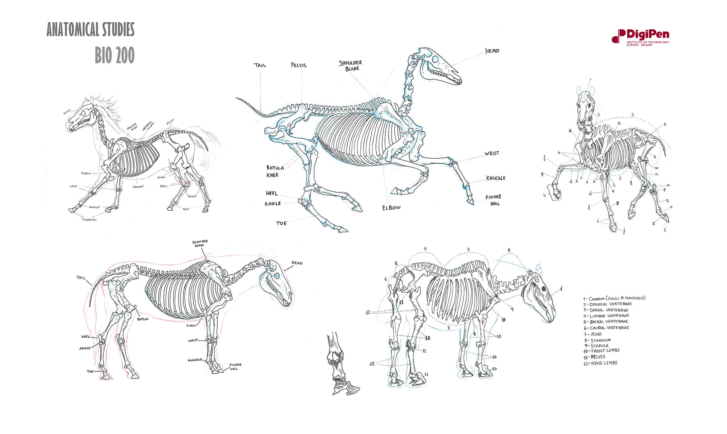 Bocetos en blanco y negro del sistema esquelético de un caballo, tanto mientras está parado como moviéndose al galope y al trote.