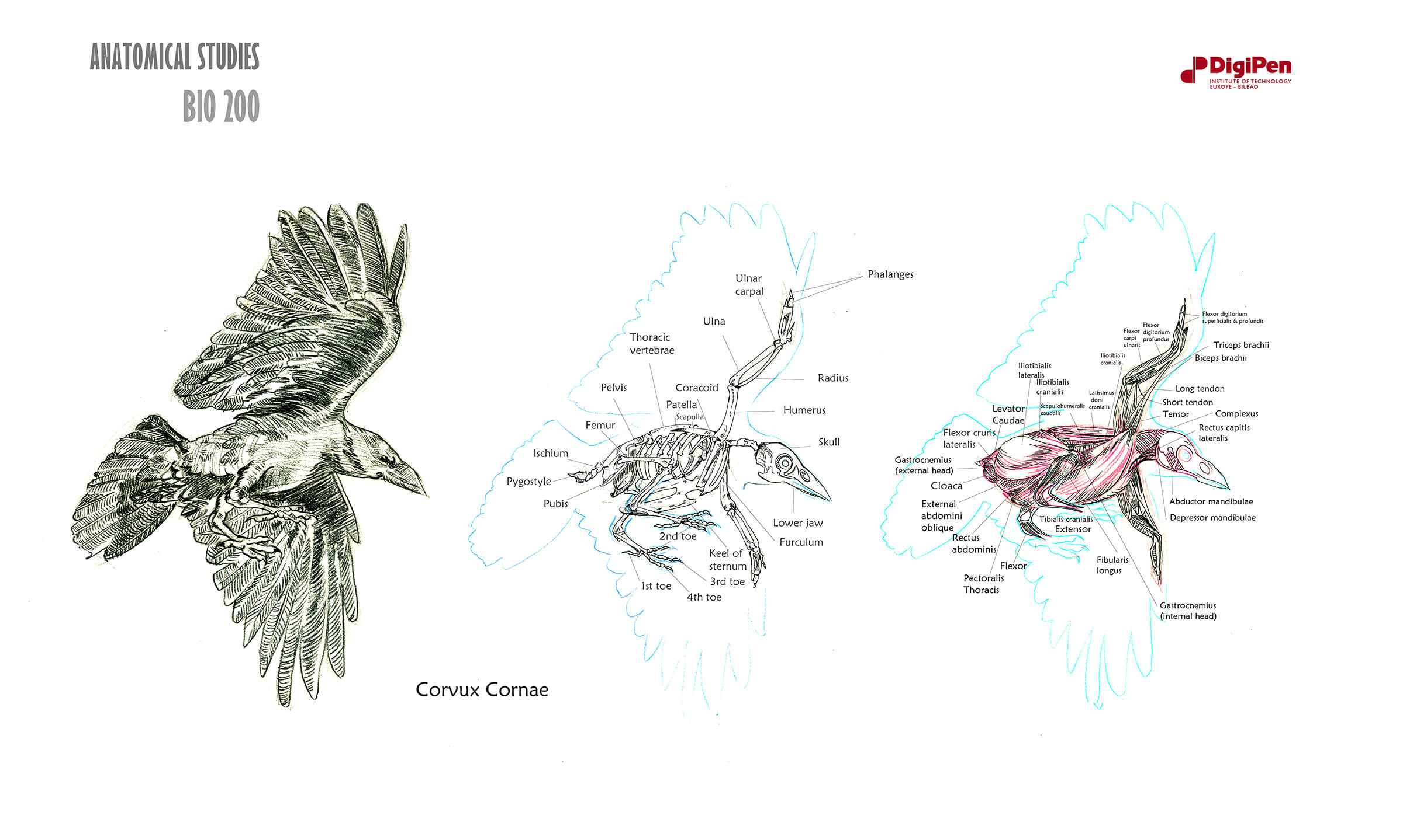 Bocetos en blanco y negro de un cuervo en pleno vuelo, con secciones transversales de sus sistemas esquelético y muscular.