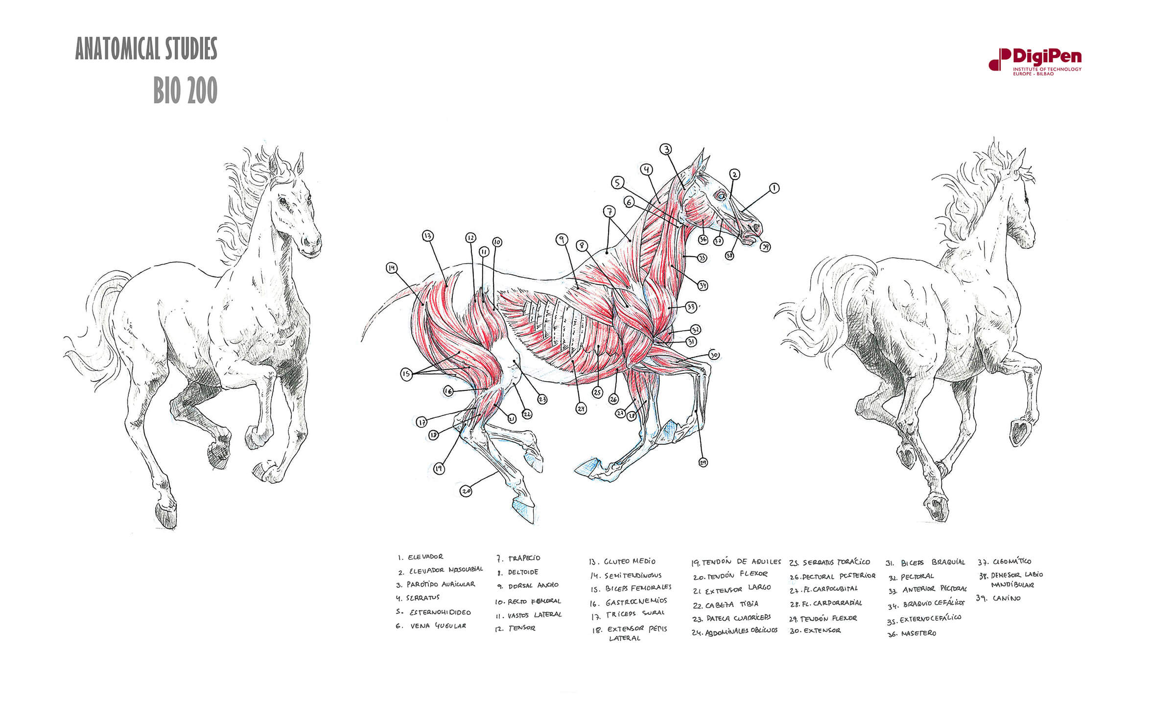Black-white-and-red anatomical sketches of horse in mid-gallop and cross-section of its muscular system.