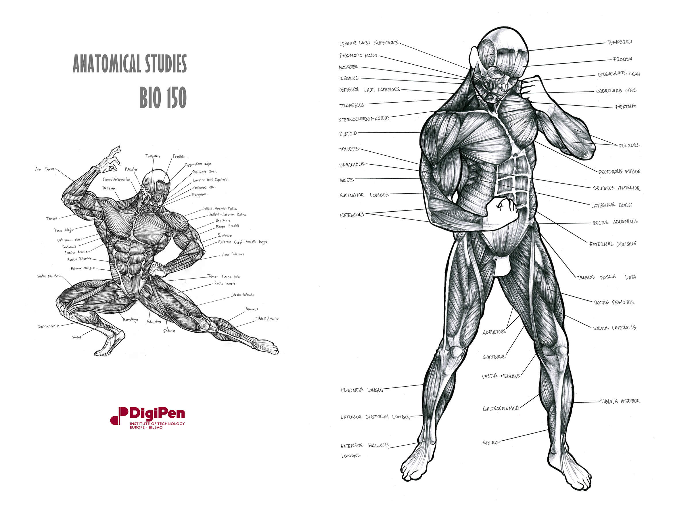 Bocetos anatómicos en blanco y negro del sistema muscular humano, uno en una pose de rodillas, el otro de pie.