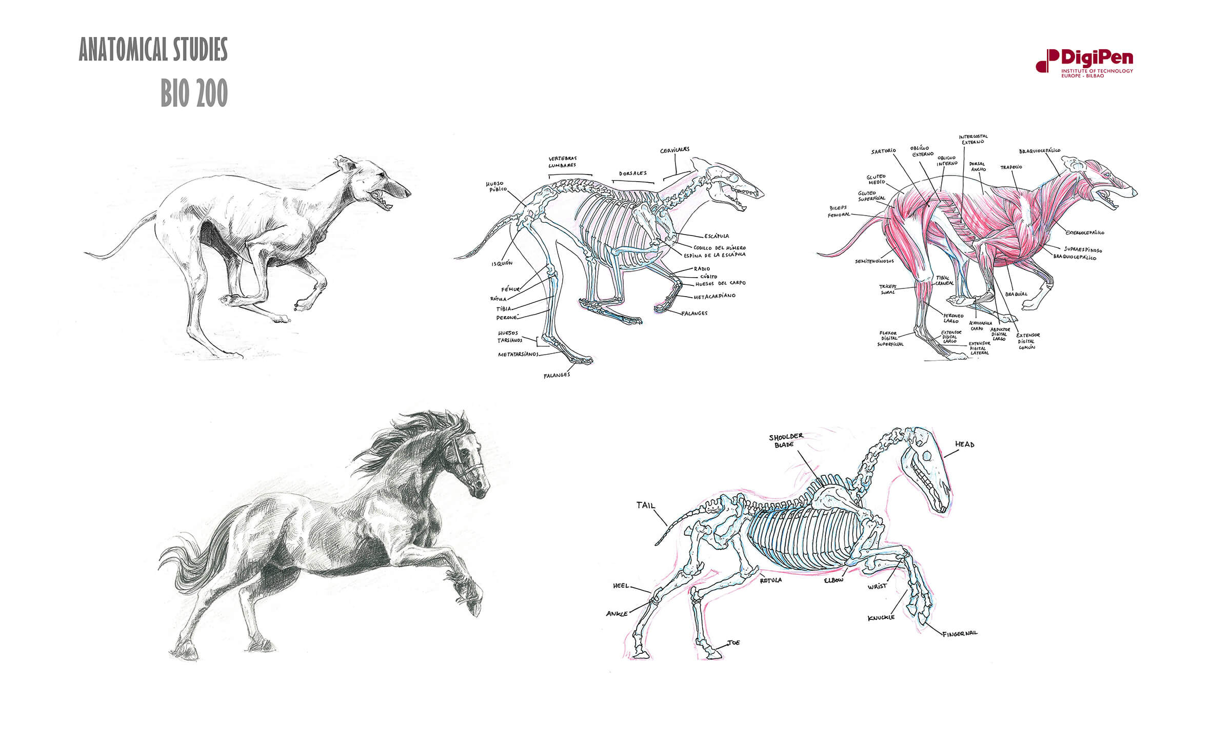 Bocetos en blanco y negro de un perro y un caballo a medio galope y cortes transversales de sus sistemas esquelético y muscular.