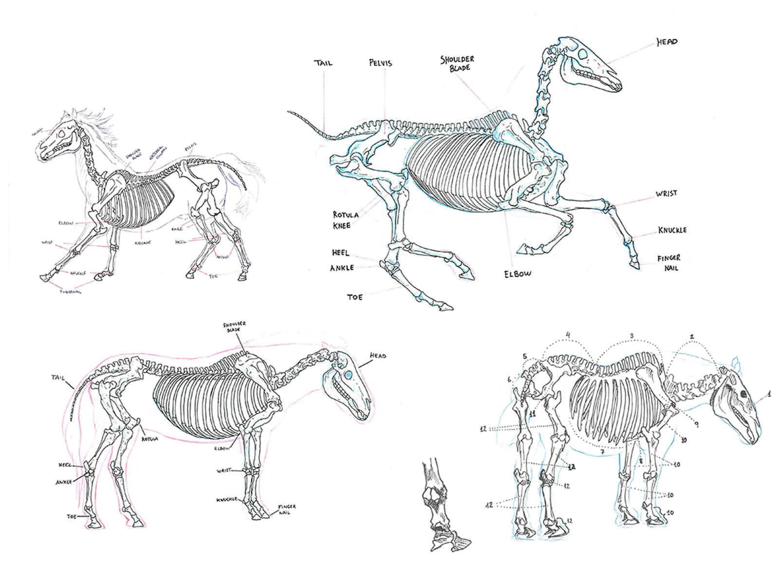 Bocetos en blanco y negro del sistema esquelético de un caballo, tanto mientras está parado como moviéndose al galope y al trote.