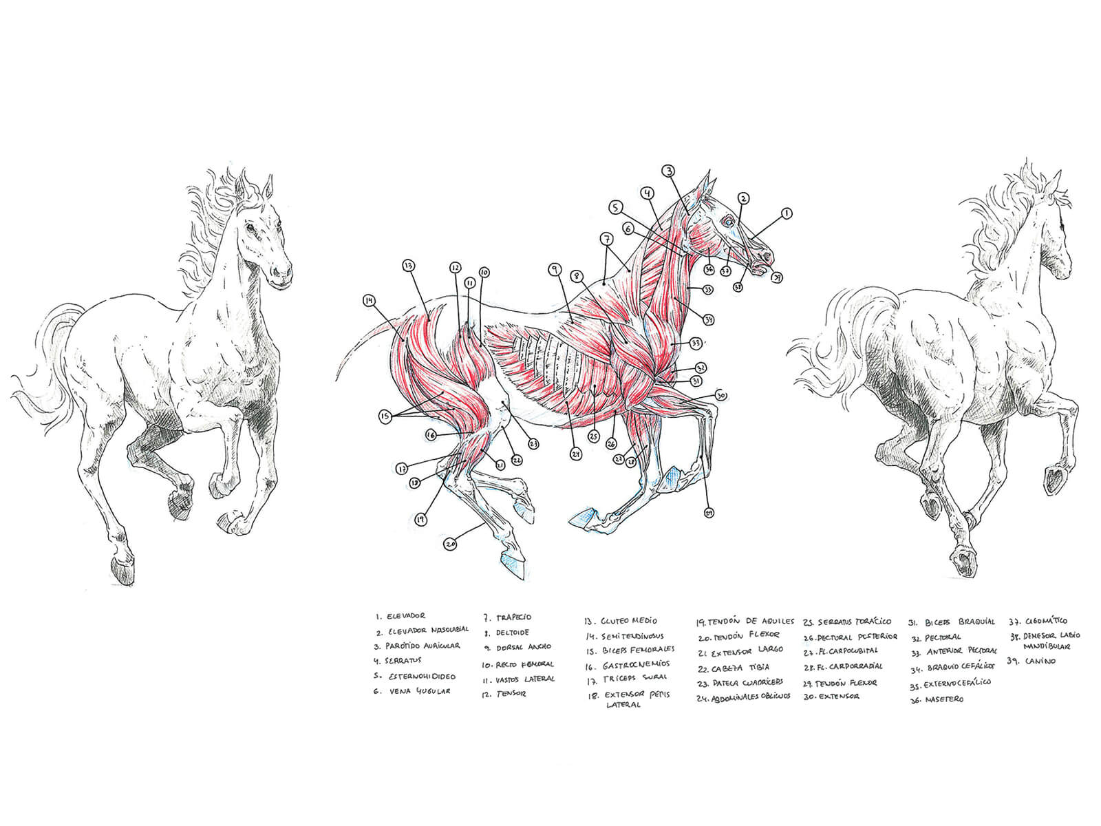 Bocetos anatómicos en blanco, negro y rojo de un caballo galopando y la sección transversal de su sistema muscular.