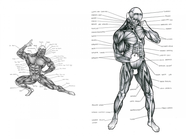 Bocetos anatómicos en blanco y negro del sistema muscular humano, uno en una pose de rodillas, el otro de pie.
