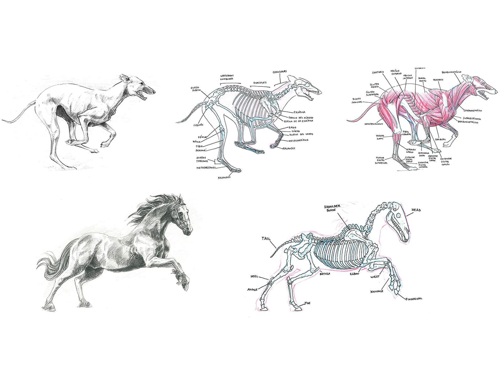 Black-and-white sketches of a dog and horse mid-run/gallop and cross-sections of their skeletal and muscular systems.