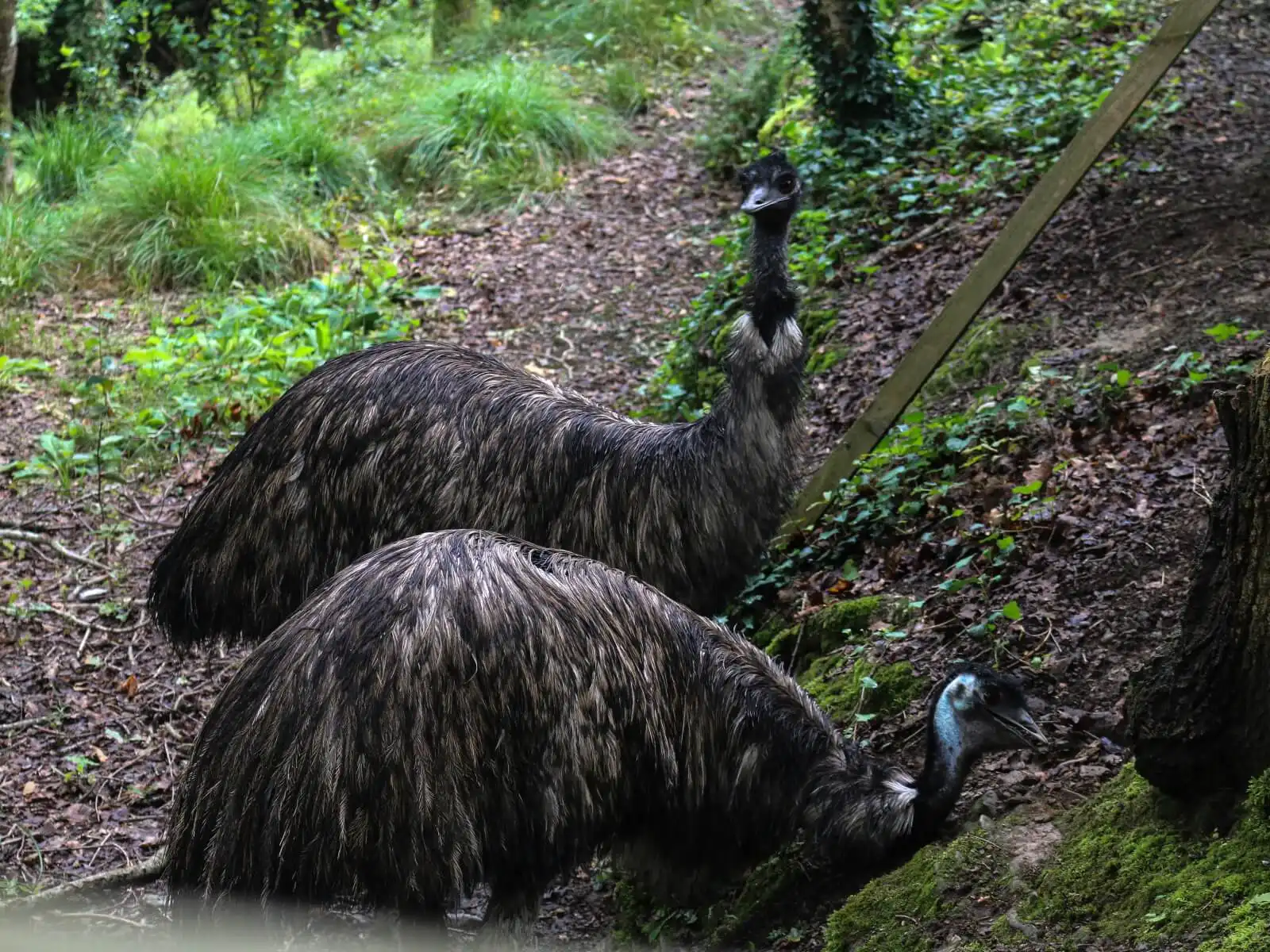 Two emus rest in their habitat