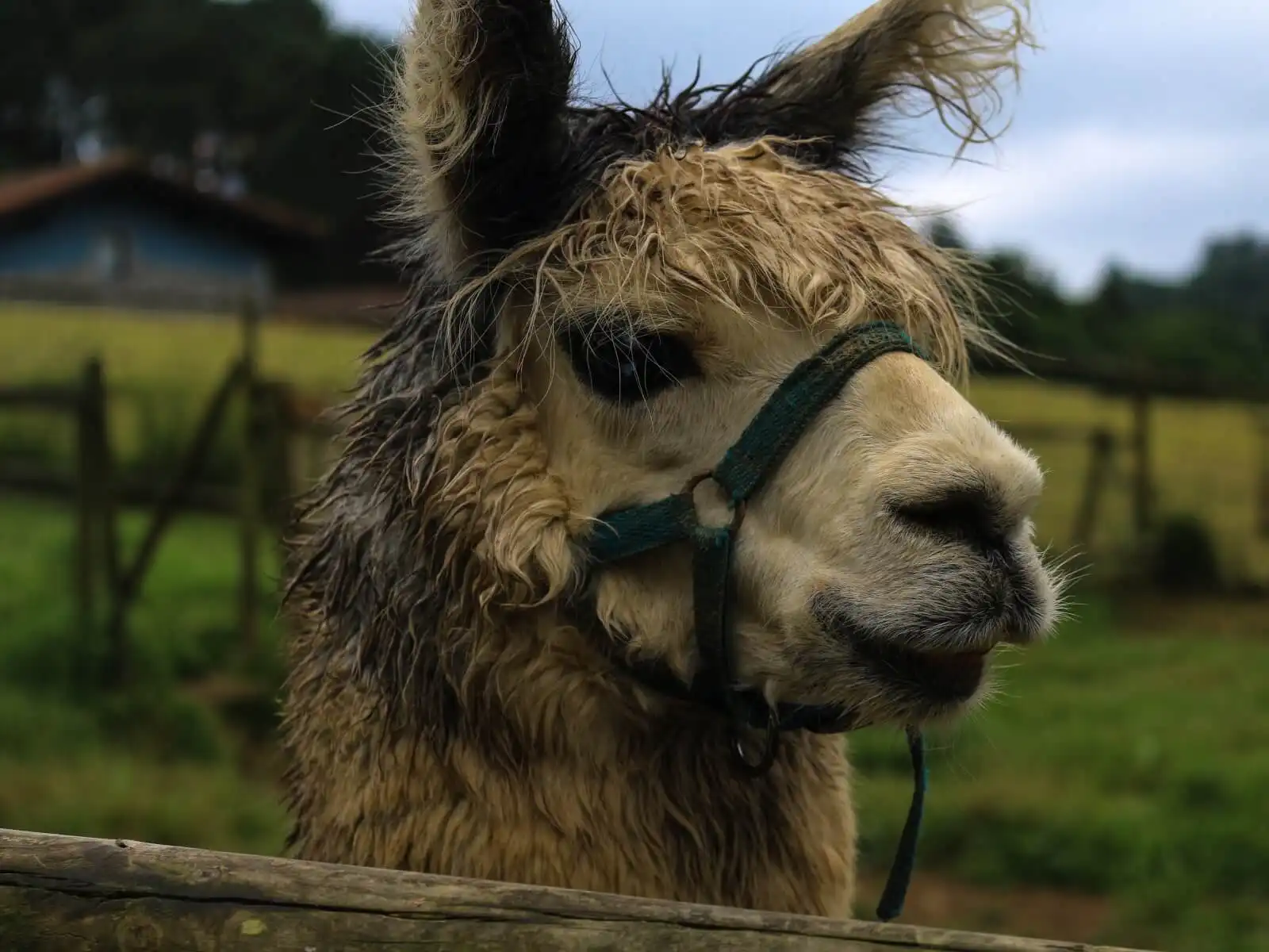 An alpaca poses seriously for a portrait photo