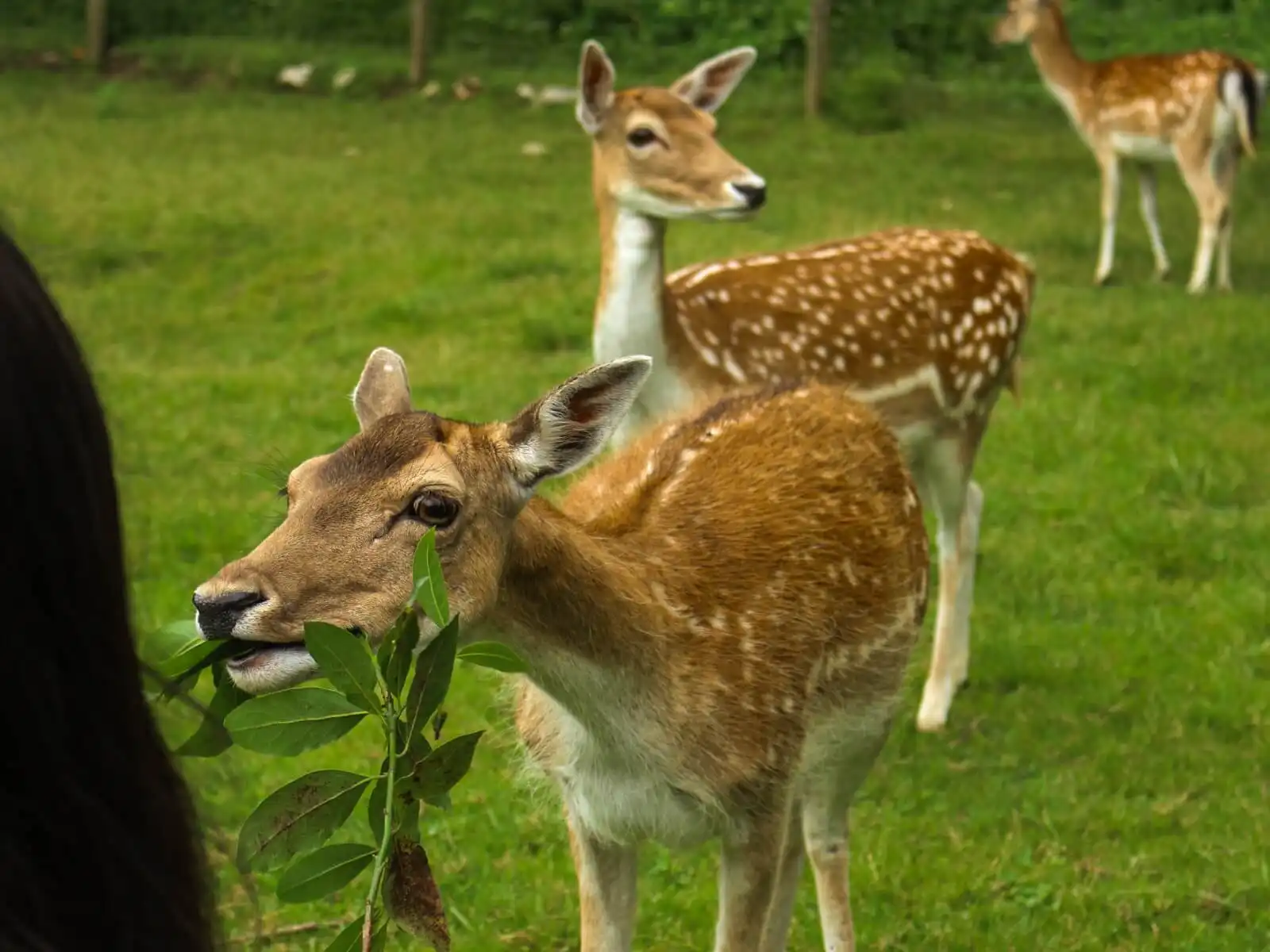 Deer approaching to the students during the visit