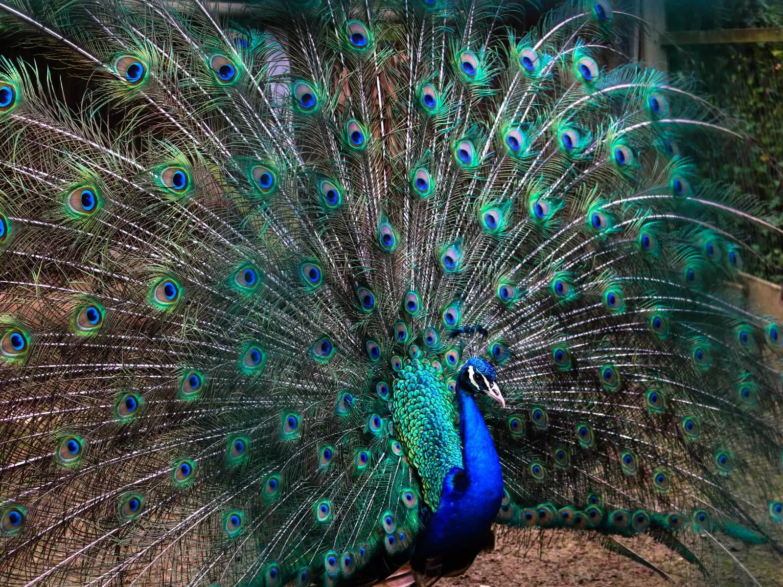 Pavo real realzando sus coloridas plumas.