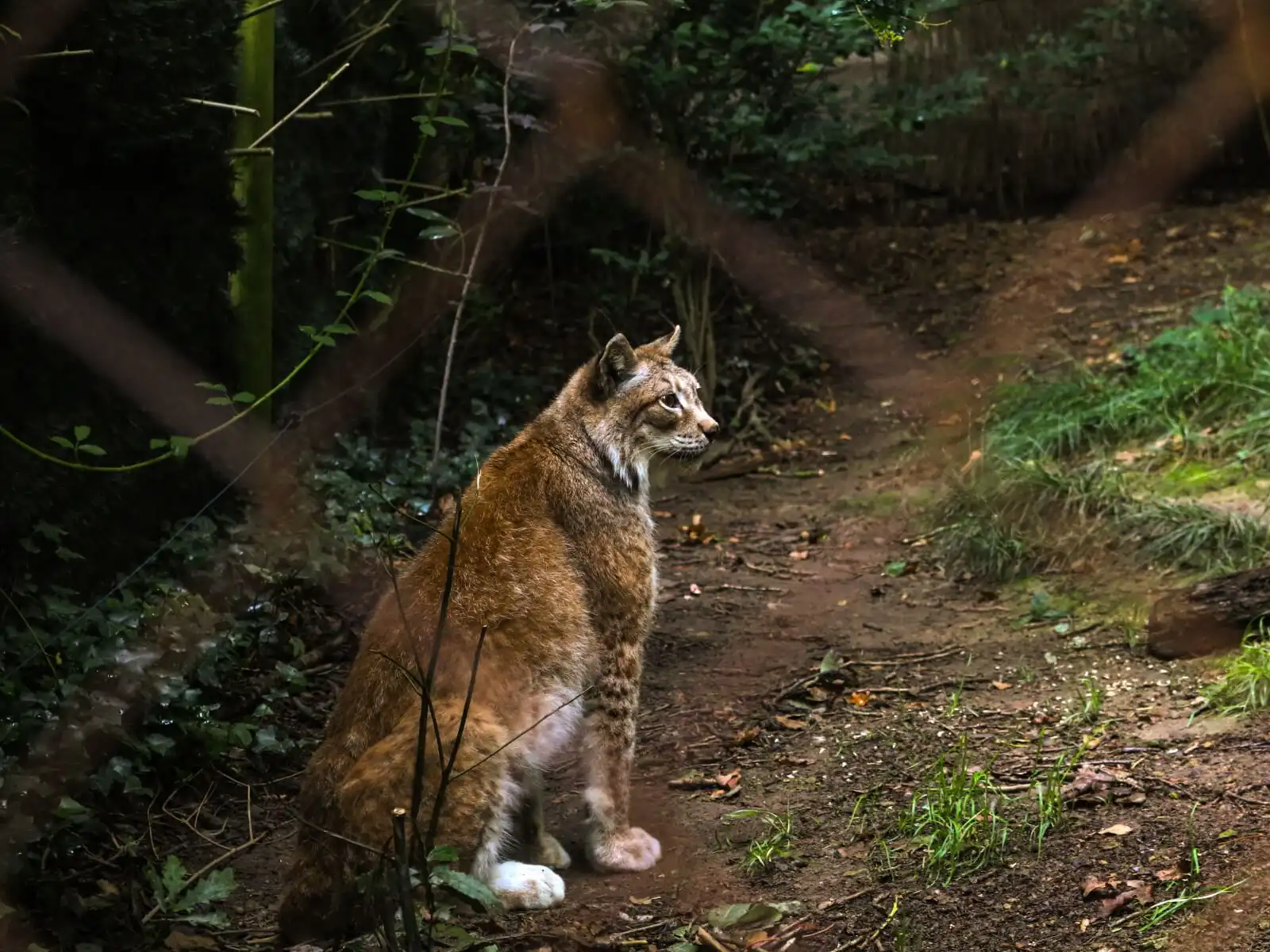 Foto de un lince tomada desde su espalda