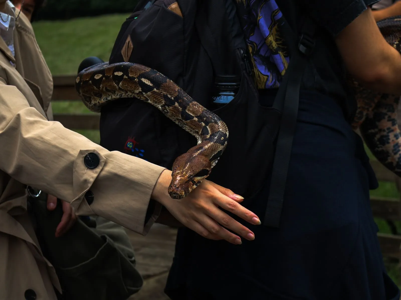 Serpiente se desliza entre los estudiantes de BFA cuidadosamente