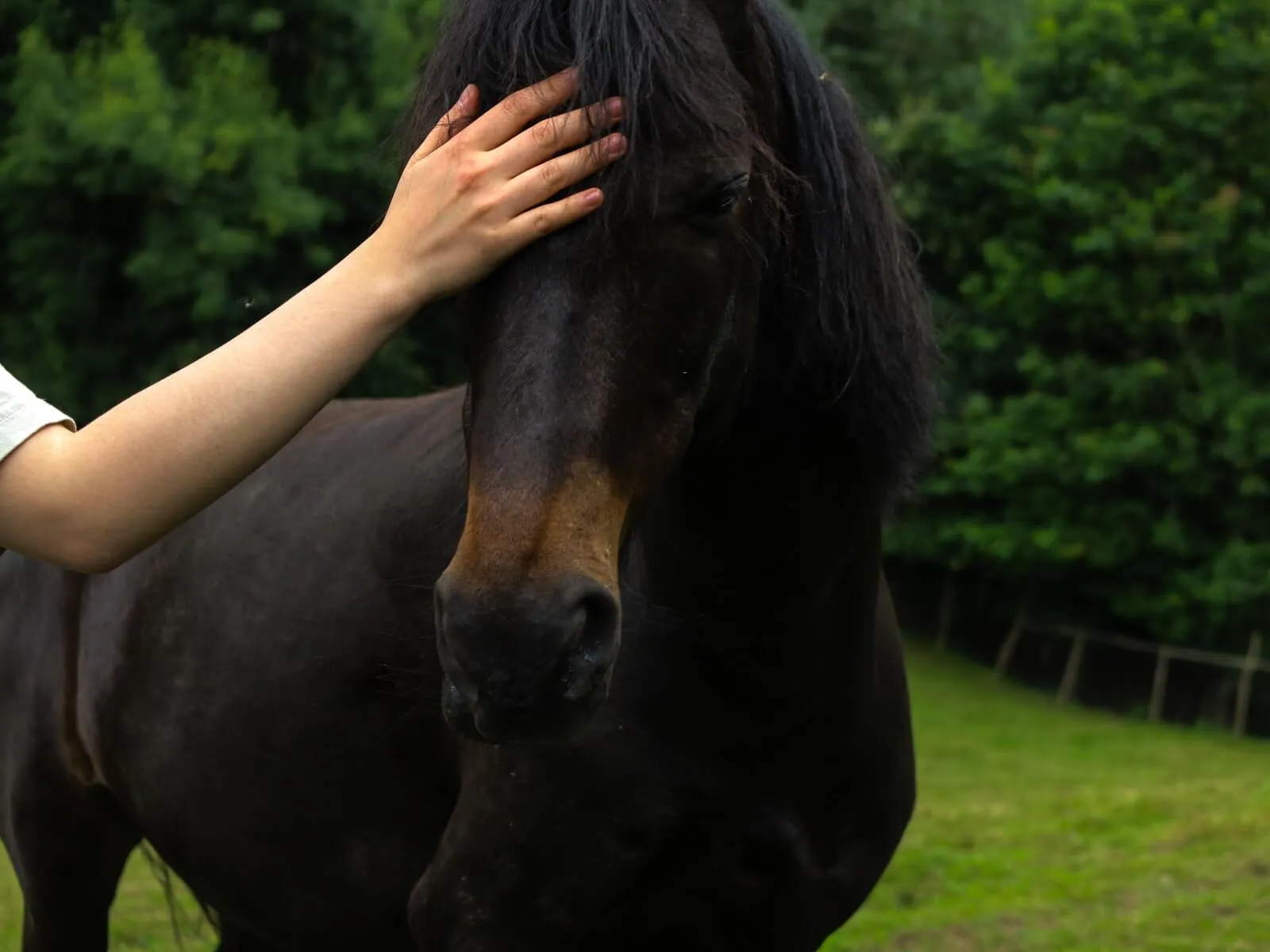 A hand gently pets the nose of a fiendly horse